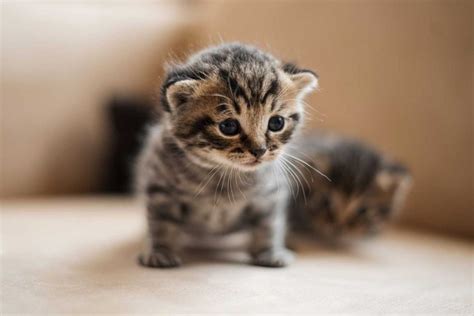 gatos recien nacidos sin pelo|¡Bienvenido a casa gatito! Cómo cuidar de mi gato。